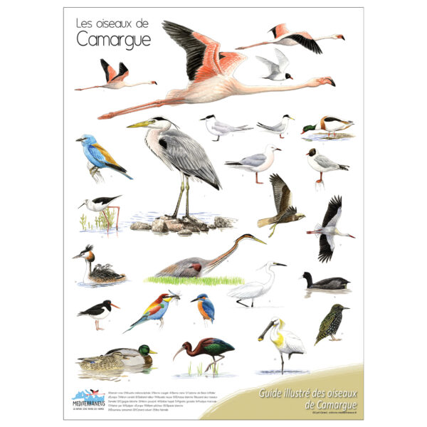poster-oiseaux camargue cyril girard