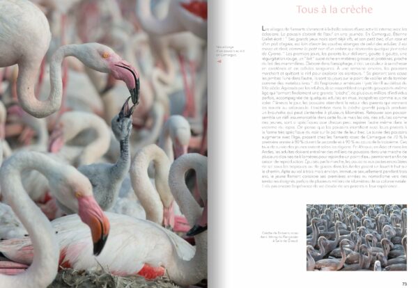 FLAMANTS, entre nature et culture